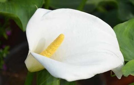 马蹄莲的花语和传说 马蹄莲的花语和传说是什么