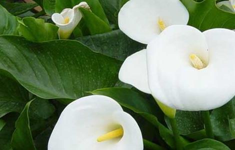 马蹄莲叶子发黄怎么办（马蹄莲叶子发黄是什么原因）