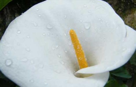 马蹄莲能放在卧室吗 最耐阴的十大室内植物