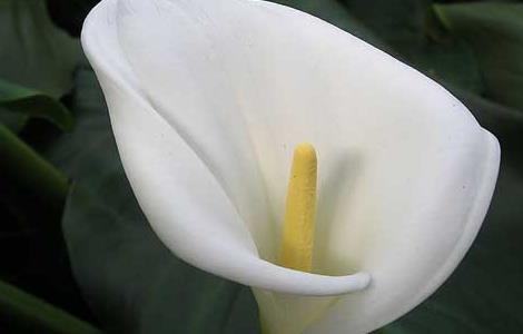 马蹄莲的繁殖方法（马蹄莲的繁殖方法图解）