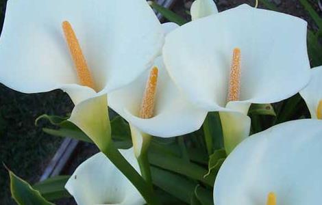 水培马蹄莲怎么养（水培马蹄莲养护）