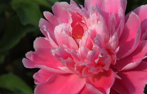 赞美芍药的诗句 赞美芍药的诗句和名言