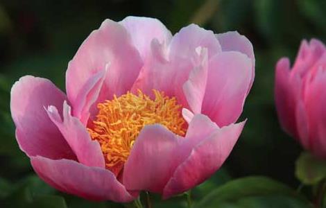 芍药花期是什么时候（芍药花期是什么时候开的）