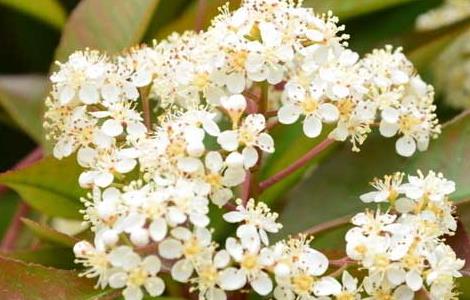 石楠花的味道和花语 石楠花的味道什么意思