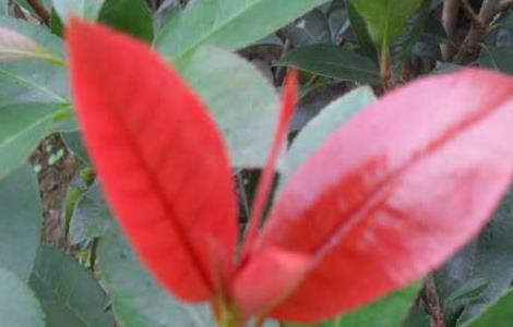 红叶石楠病虫害防治技术（红叶石楠的病虫害防治）