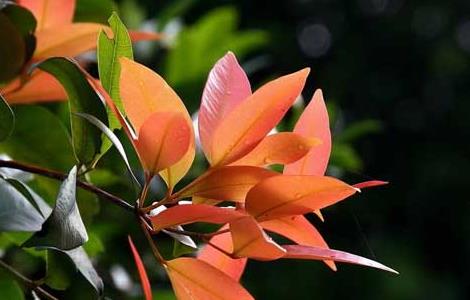 红叶石楠的扦插技术 红叶石楠的扦插技术与管理