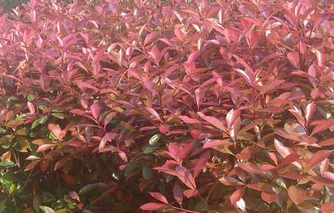 红叶石楠的扦插技术