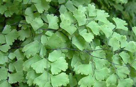 铁线蕨能水培吗(铁线蕨能水培吗?)