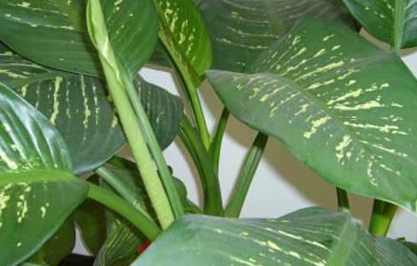 万年青的象征意义 万年青的象征意义和寓意