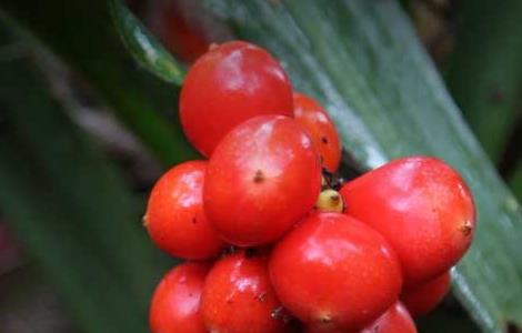 万年青的养殖方法（彩叶万年青的养殖方法）