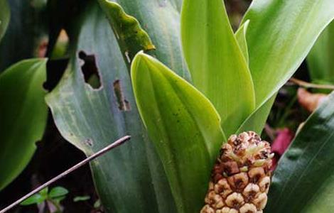 万年青的作用有哪些（万年青的好处与坏处）