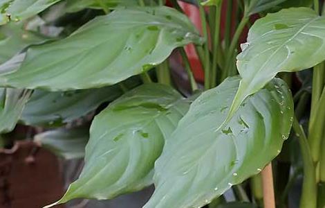 万年青开花吗 万年青开花图片