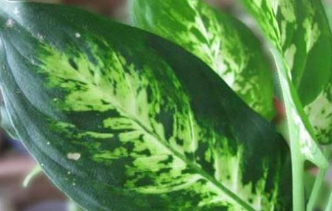 万年青的繁殖方法 万年青的扦插繁殖方法