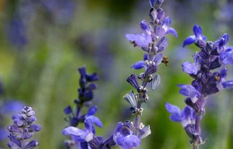 薰衣草种子怎么种（薰衣草什么时候播种最好）