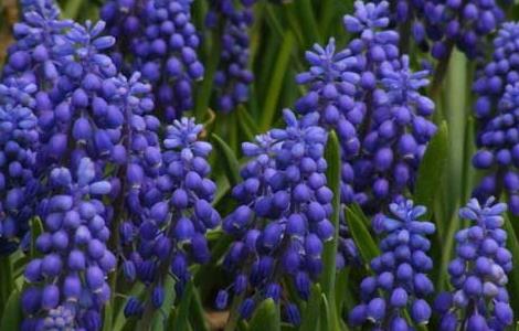 薰衣草的产地分布（薰衣草的主要产地）