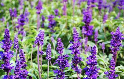 薰衣草的繁殖方法（薰衣草的繁殖方法有哪些）