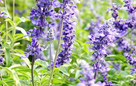 薰衣草的种植条件（薰衣草的种植条件和种植方法）