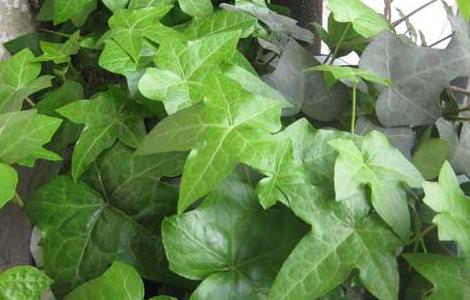 常春藤怎么养 常春藤怎么养护 常春藤怎么长得更好