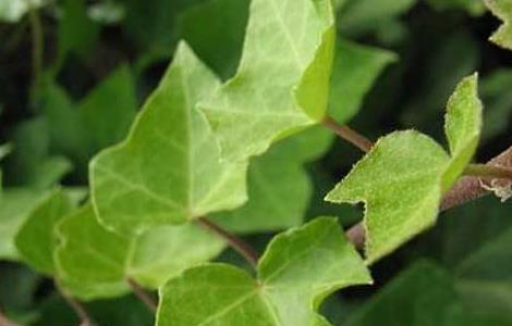 常春藤叶子发蔫怎么办（常春藤叶子发蔫怎么办呢）