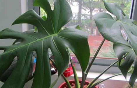 龟背竹的作用是什么（龟背竹的作用是什么放在家里面好吗）