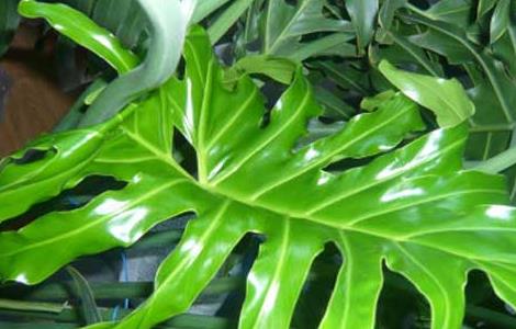 龟背竹能水培吗 龟背竹可以水养吗