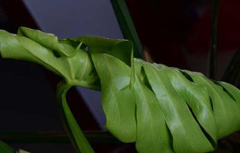 龟背竹的修剪方法（龟背竹的修剪方法和技巧）