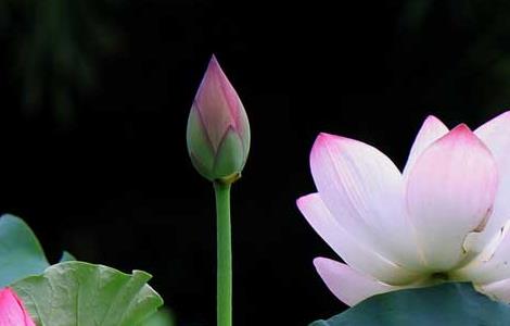 荷花的别称有哪些 荷花的别称有哪些雅称