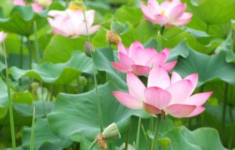 荷花的繁殖方法(荷花的繁殖方法有哪几种)