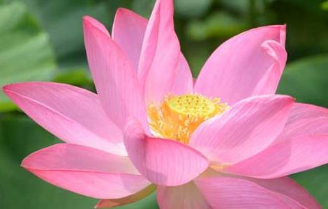 盆栽荷花的养殖方法 盆栽荷花的养殖方法视频