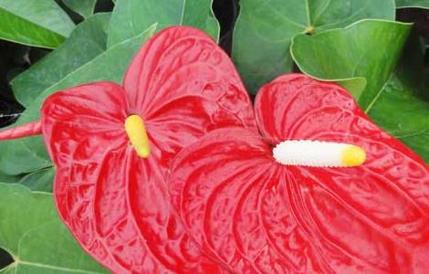 红掌的繁殖方法(红掌的繁殖方法视频教程)