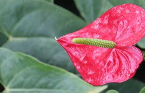 红掌的繁殖方法