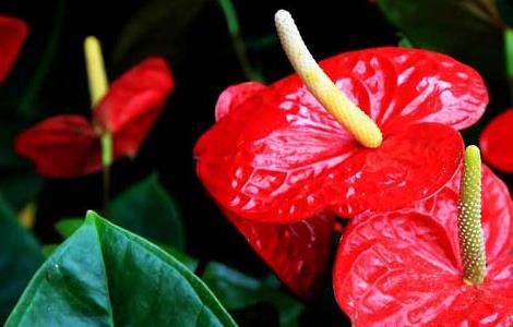 红掌的生长习性 红掌的植物学特性