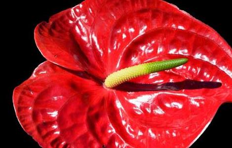 水培红掌的养殖方法(水培红掌的养殖方法和注意事项金钱树)