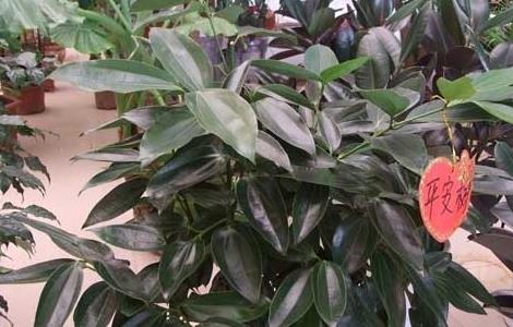 平安树叶子下垂干枯怎么办 平安树叶子下垂干枯怎么救治