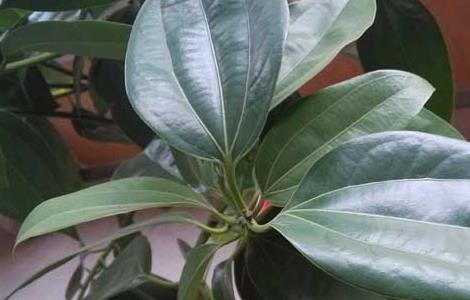 平安树的浇水方法 平安树的浇水方法是什么