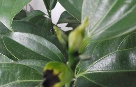 平安树的寓意和作用 平安树的寓意和象征风水