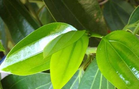 平安树盆栽如何养殖（平安树怎样养殖?）