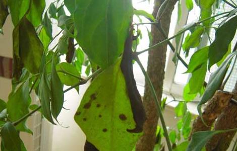 幸福树的繁殖方法 幸福树的正确养法