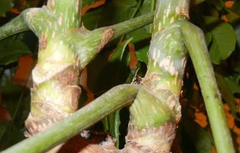 幸福树掉叶子怎么办 幸福树掉叶子一碰就掉是怎么回事