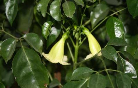 幸福树的修剪方法 幸福树的修剪方法视频教程