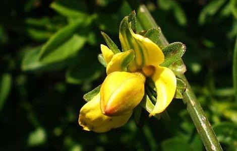 迎春花的养殖方法(迎春花的养殖方法和注意事项)