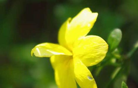 迎春花的花语和传说（迎春花的花语和传说是什么）