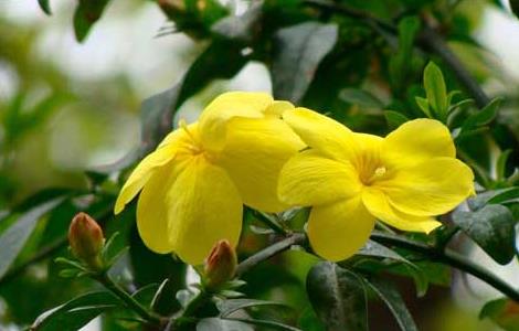 迎春花的花语和传说