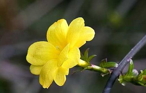 描写迎春花的诗句（描写迎春花的诗句古诗大全）