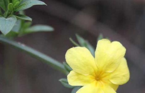 迎春花的生长习性（迎春花的生长期）