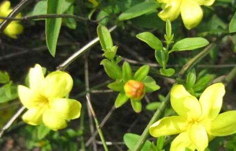 迎春花的繁殖方法（迎春花的繁殖方法和过程）