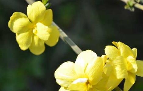 迎春花病虫害防治技术 迎春花的病虫害防治