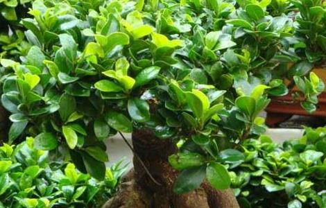 榕树盆景制作方法 榕树盆景制作方法视频