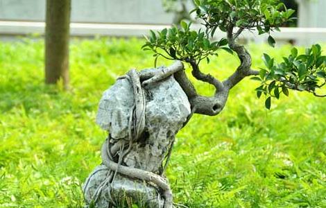 榕树盆景的养殖方法（盆景榕树怎么养）