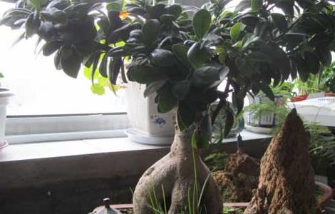 榕树盆景怎么修剪（盆景榕树怎么养）